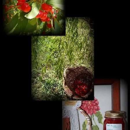 Il Moro Selvatico Bed & Breakfast *